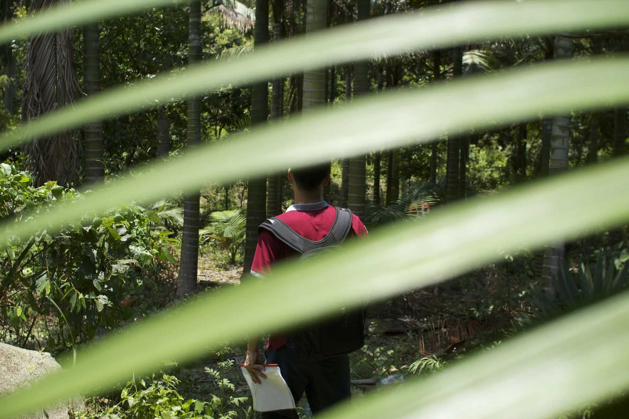 Shenzhen forrest adventure, leafs in the sun