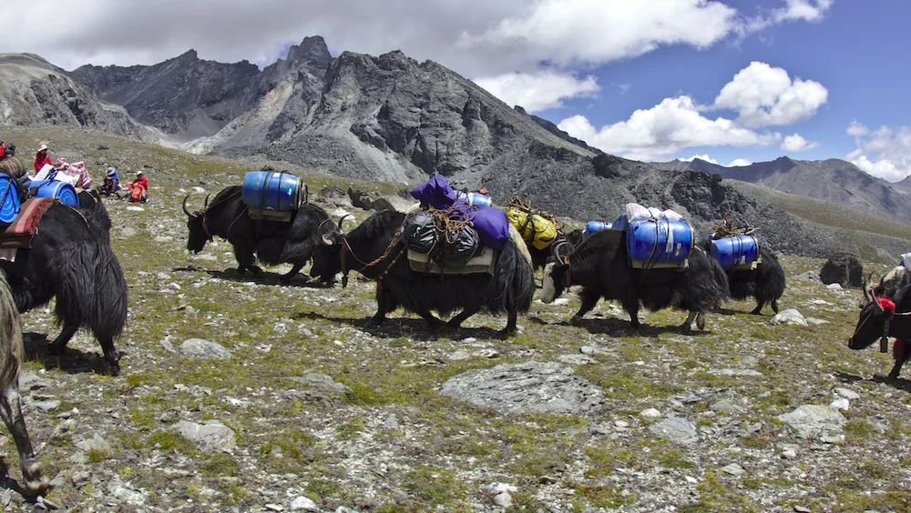 Expeditions, dekking, yaks, tibet, sky and mountains, media support