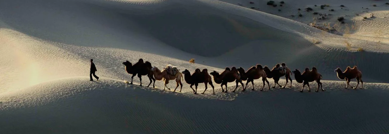 Taklamakan Desert camels