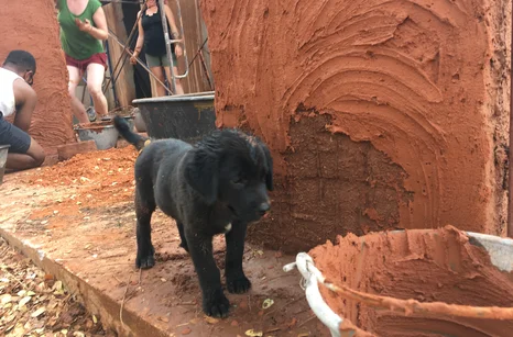 Natural building, wall, mud, puppy