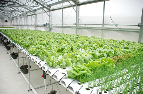 Hydroponics