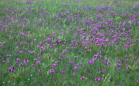 Wild flowers and grass in the western mountains of China