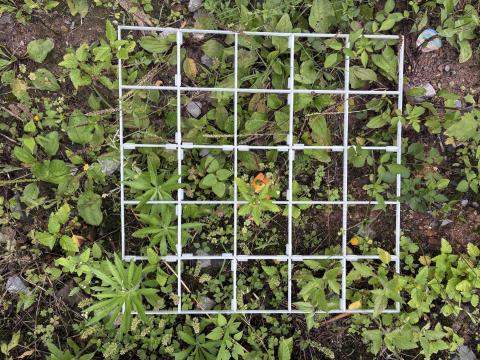 3D printed Quadrat with vegetation on in the spring time