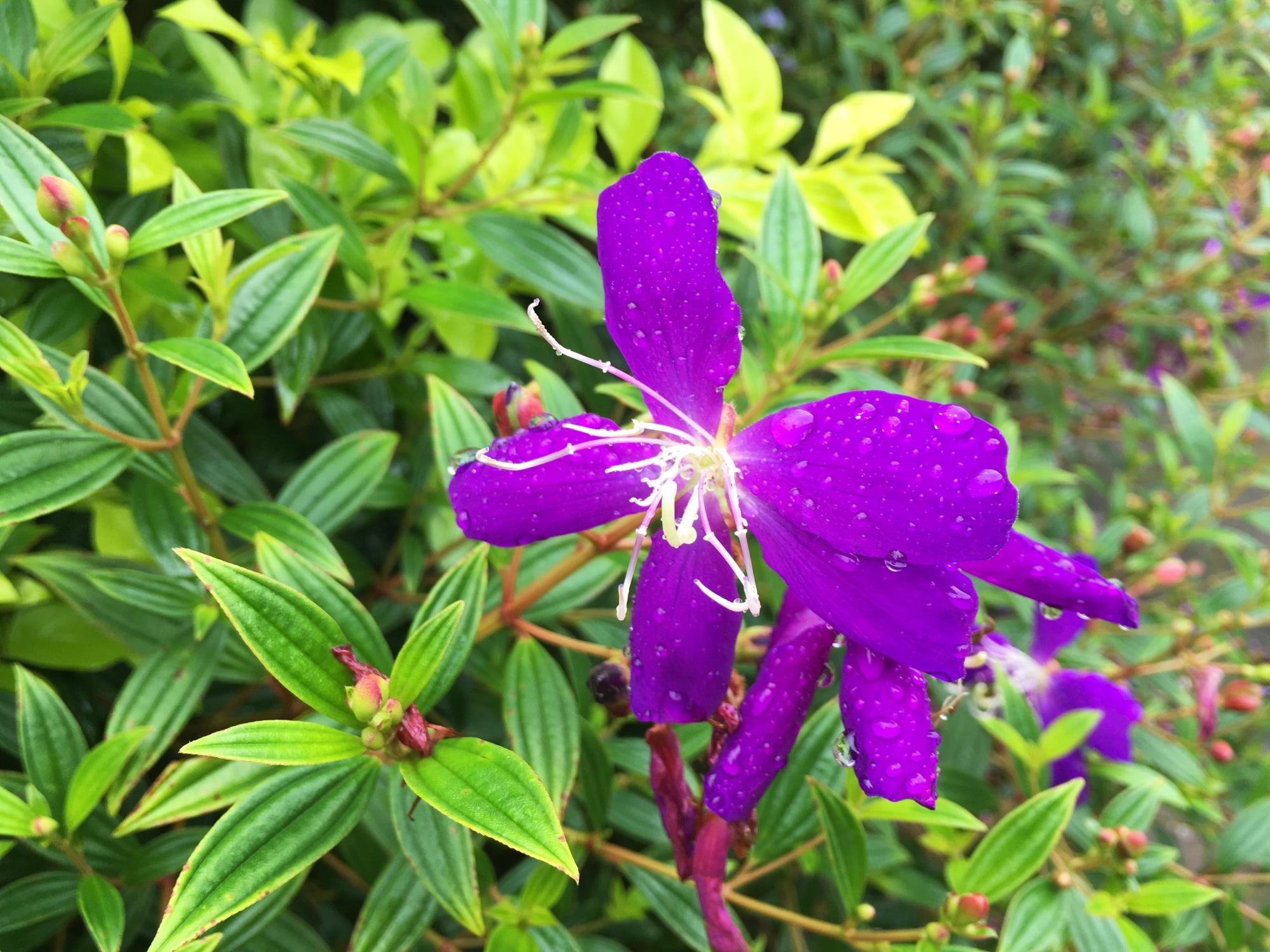 Danxia flower image, raining