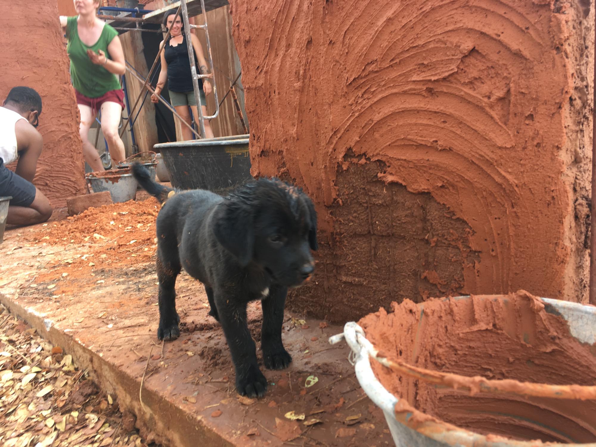 Natural building, wall, mud, puppy