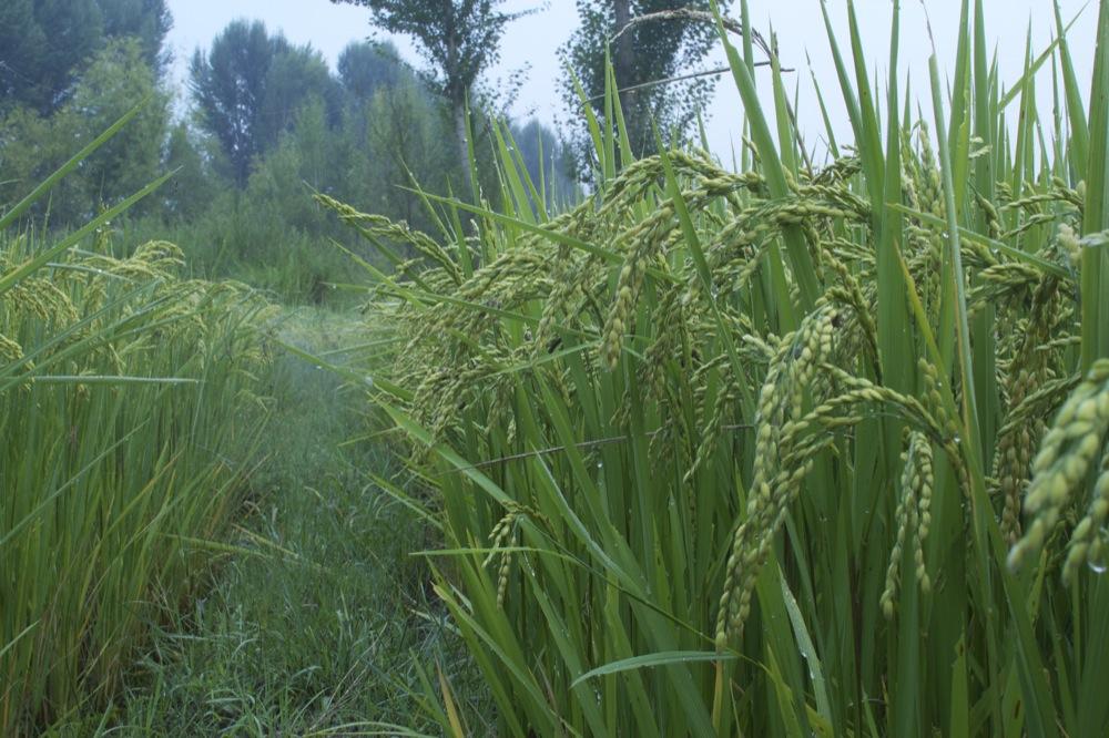 Rice growing in rice field, Shaxi, China