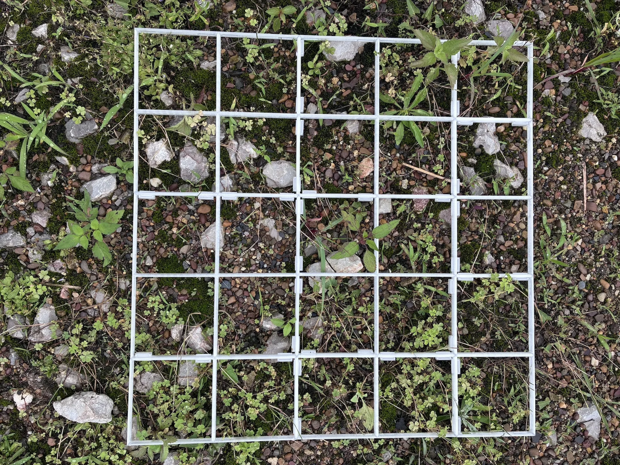 Quadrate on the ground with vegitation