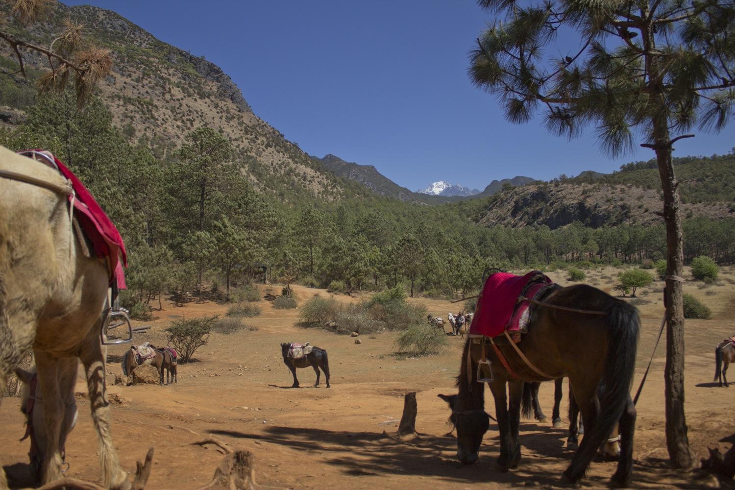 Horse, trekking Yunnan, Lashihai