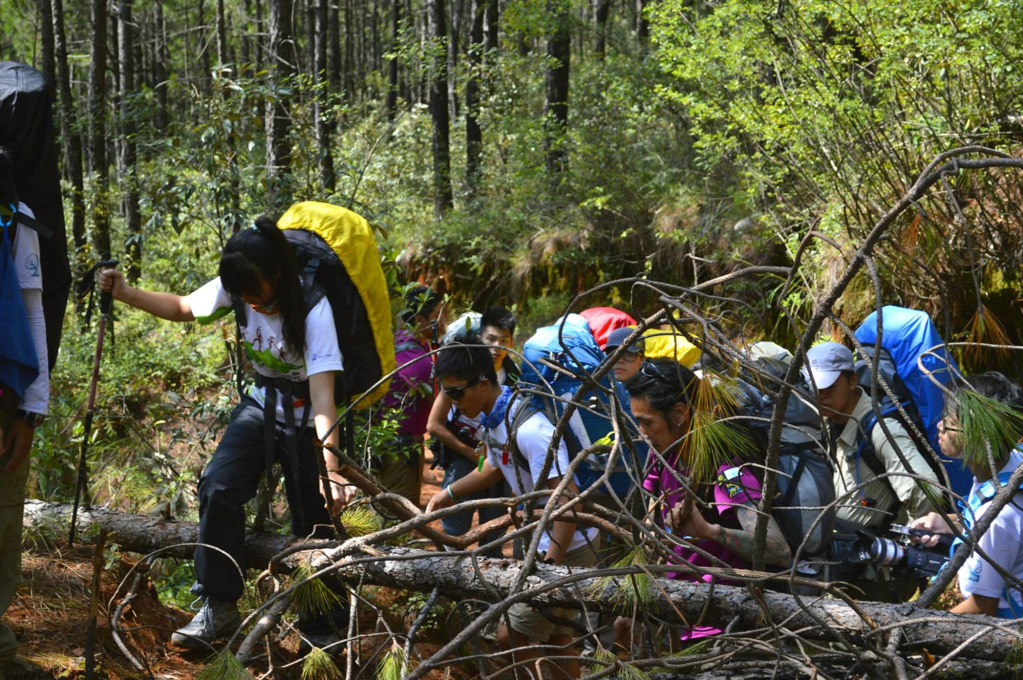 Forrest trekking, trees, students with big backpacks and walking poles