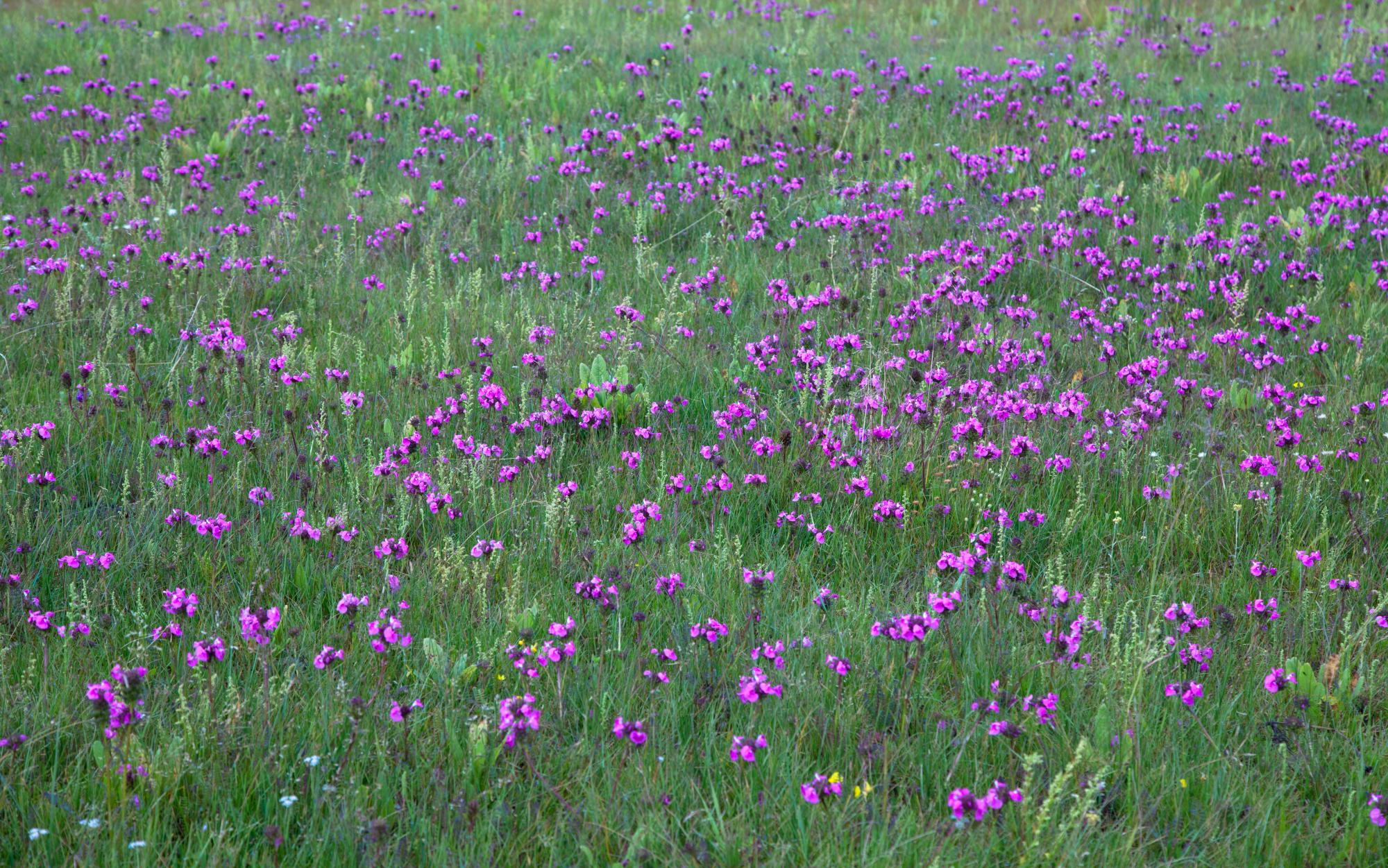 Wild flowers, purple and green