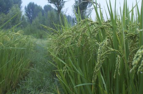 Rice growing in rice field, Shaxi, China